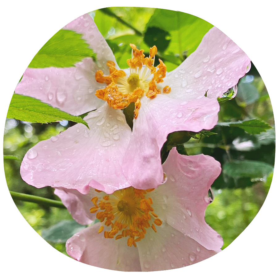 Hatha Yoga ❍ Maria Maleviti