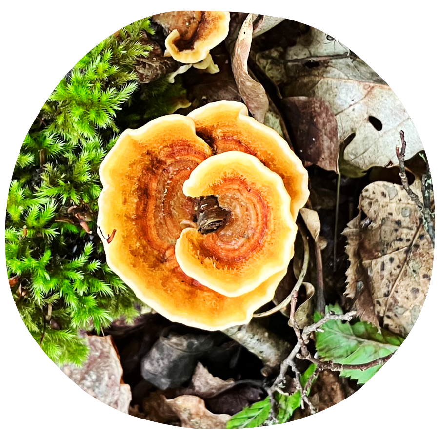 Hatha Yoga ❍ Maria Maleviti